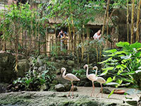 Jungle Cabana